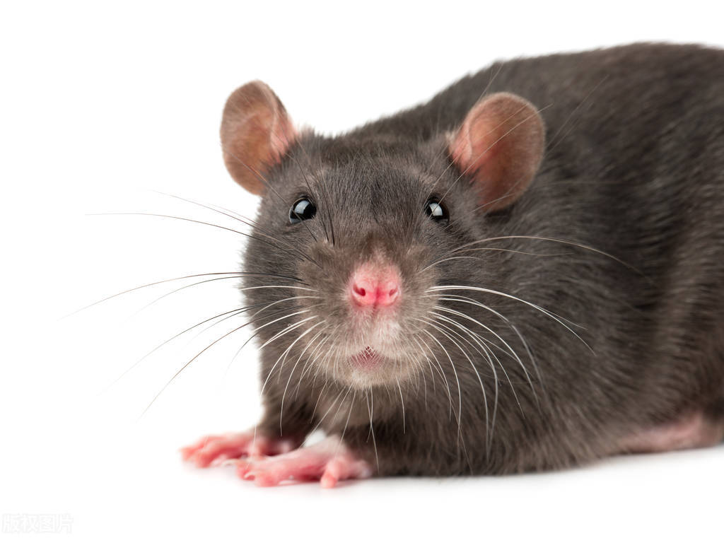 Why do you say "rats crossing the street, everyone shouts and beats", what harm do rats do? iNEWS