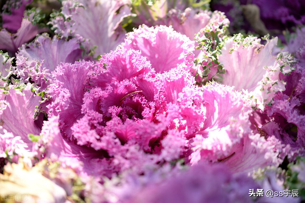 Vegetables planted in flower beds, how to grow and maintain kale iNEWS