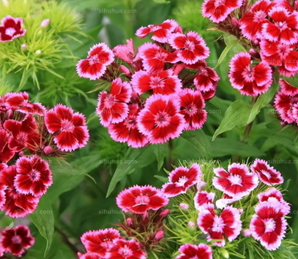 Growing pots of carnations in the Spring Festival is colorful and joyful, and the cultivation