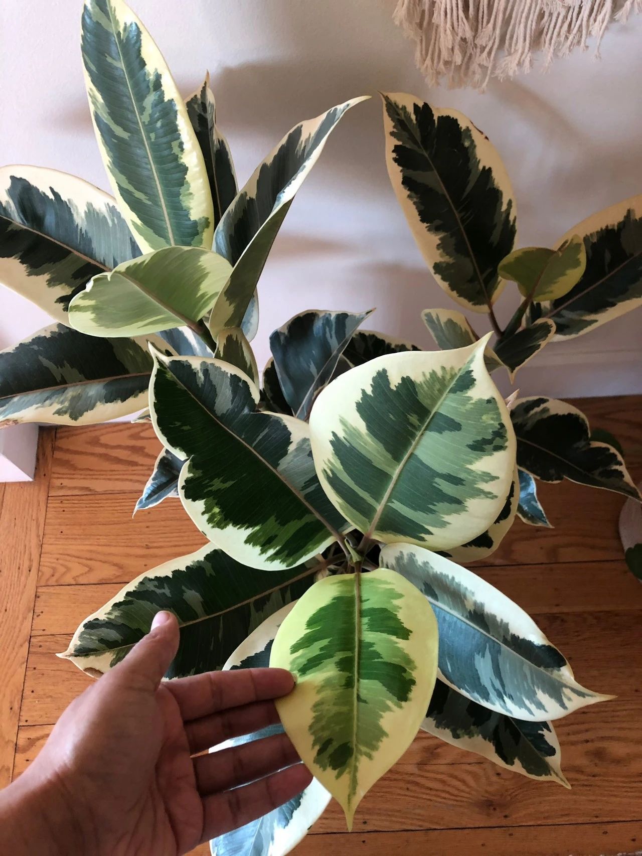 8 charming rubber tree varieties, goodlooking and durable, can be easily propagated by