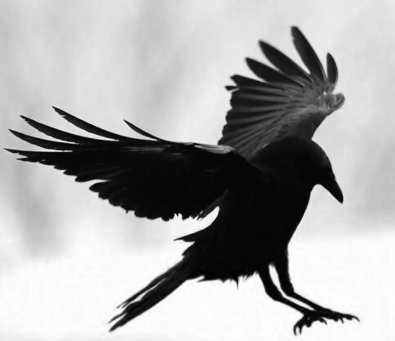 烏鴉：從神鳥到不祥之鳥，它們的故事你知道多少？ - 資訊咖