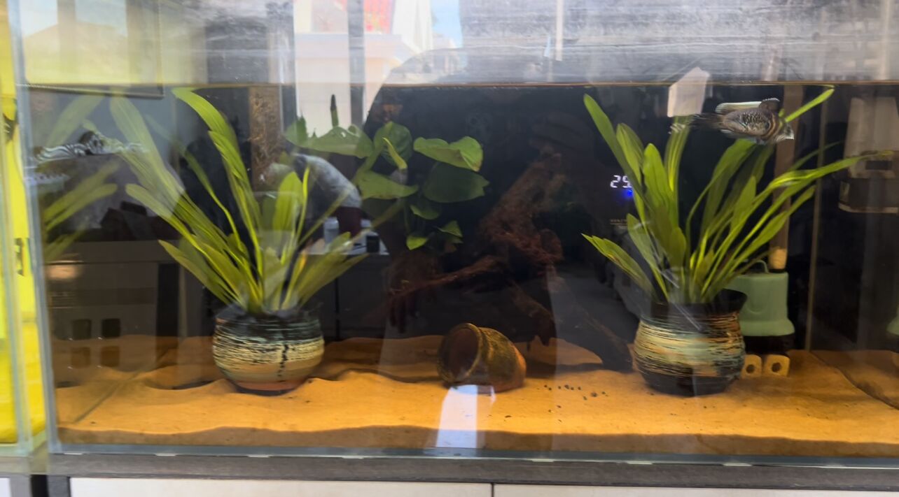 How to deal with brown algae in fish tank iNEWS