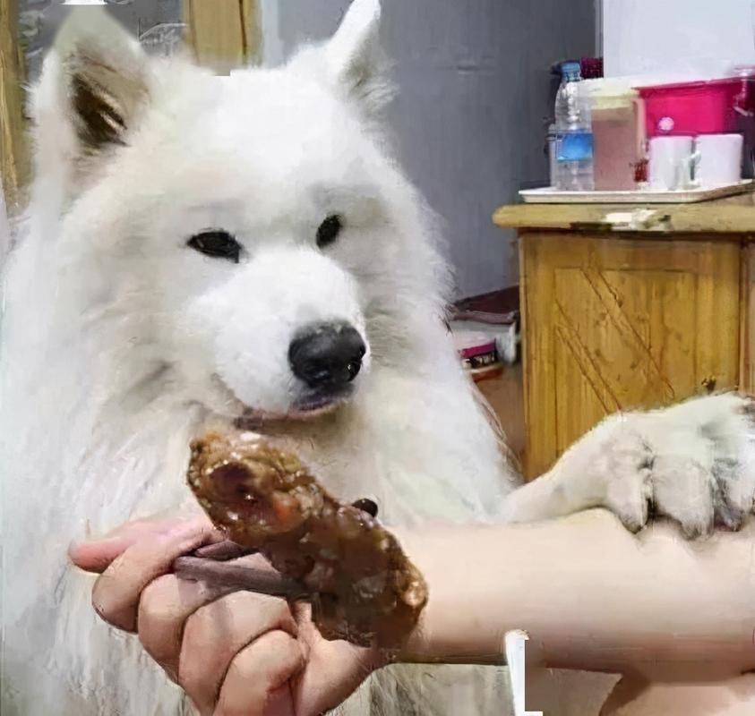 Why is the dog pawing at you? There are 5 common reasons! iNEWS