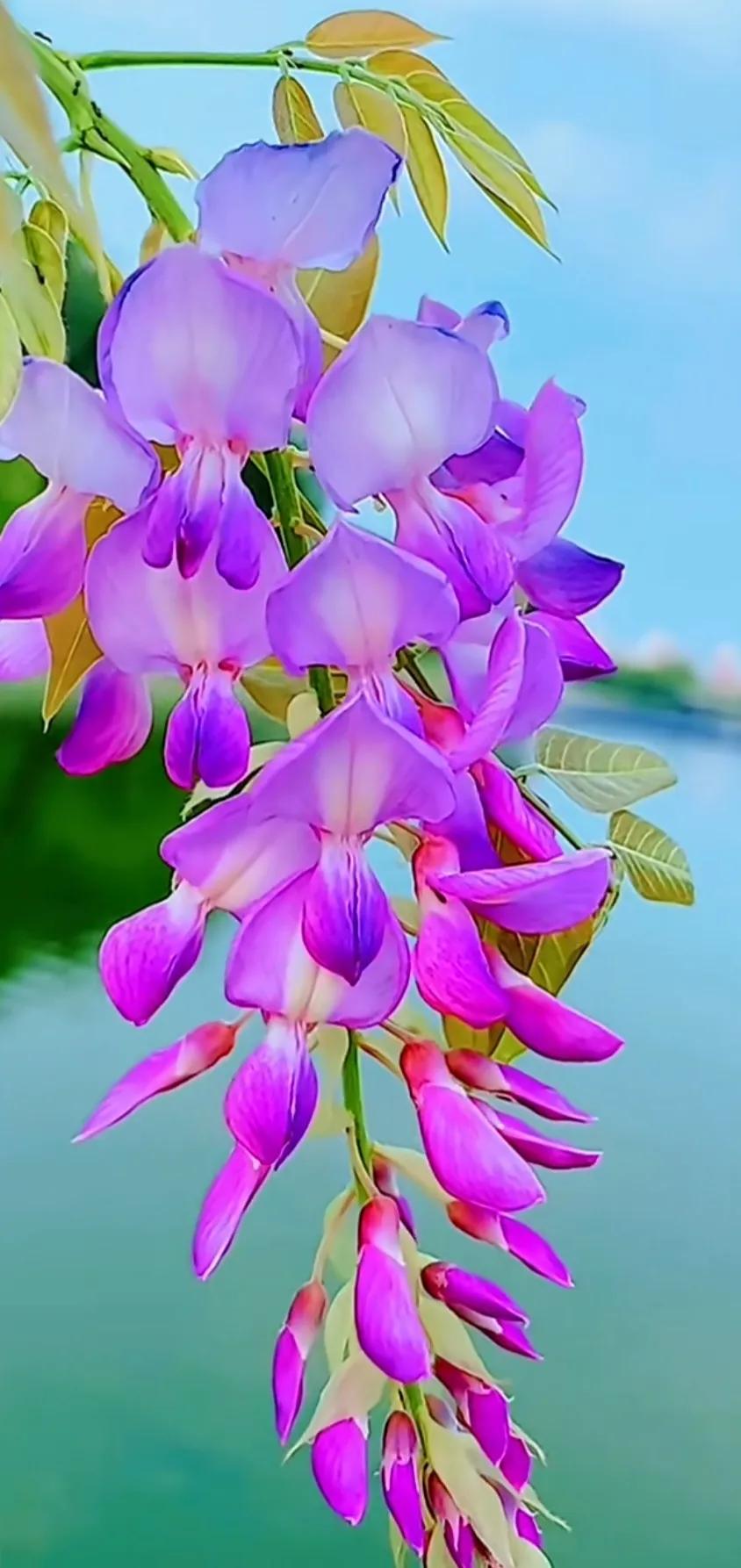 Share pictures, a hundred flowers bloom in spring, red willows and green, colorful and beautiful