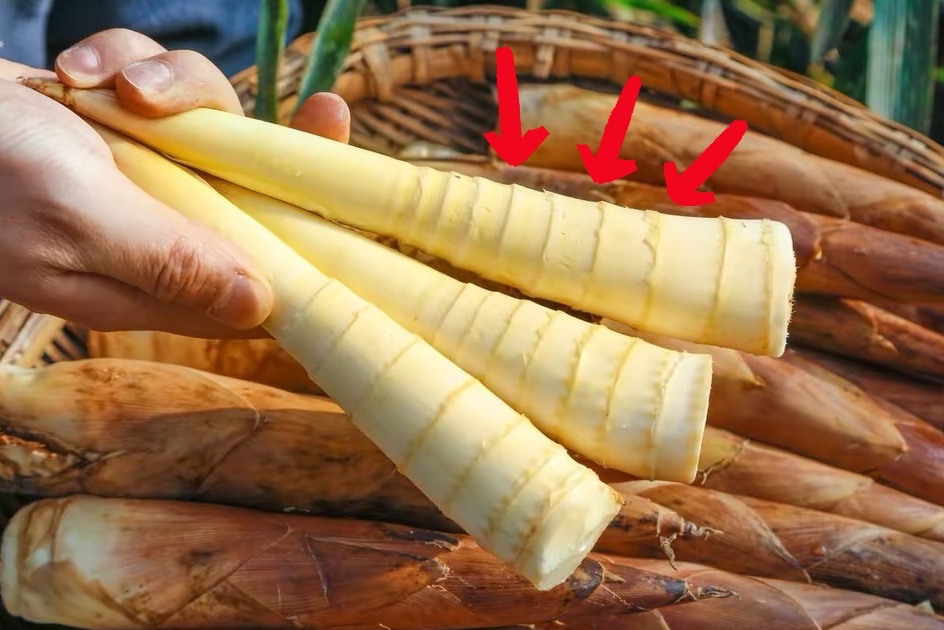 When buying spring bamboo shoots in spring, remember to distinguish