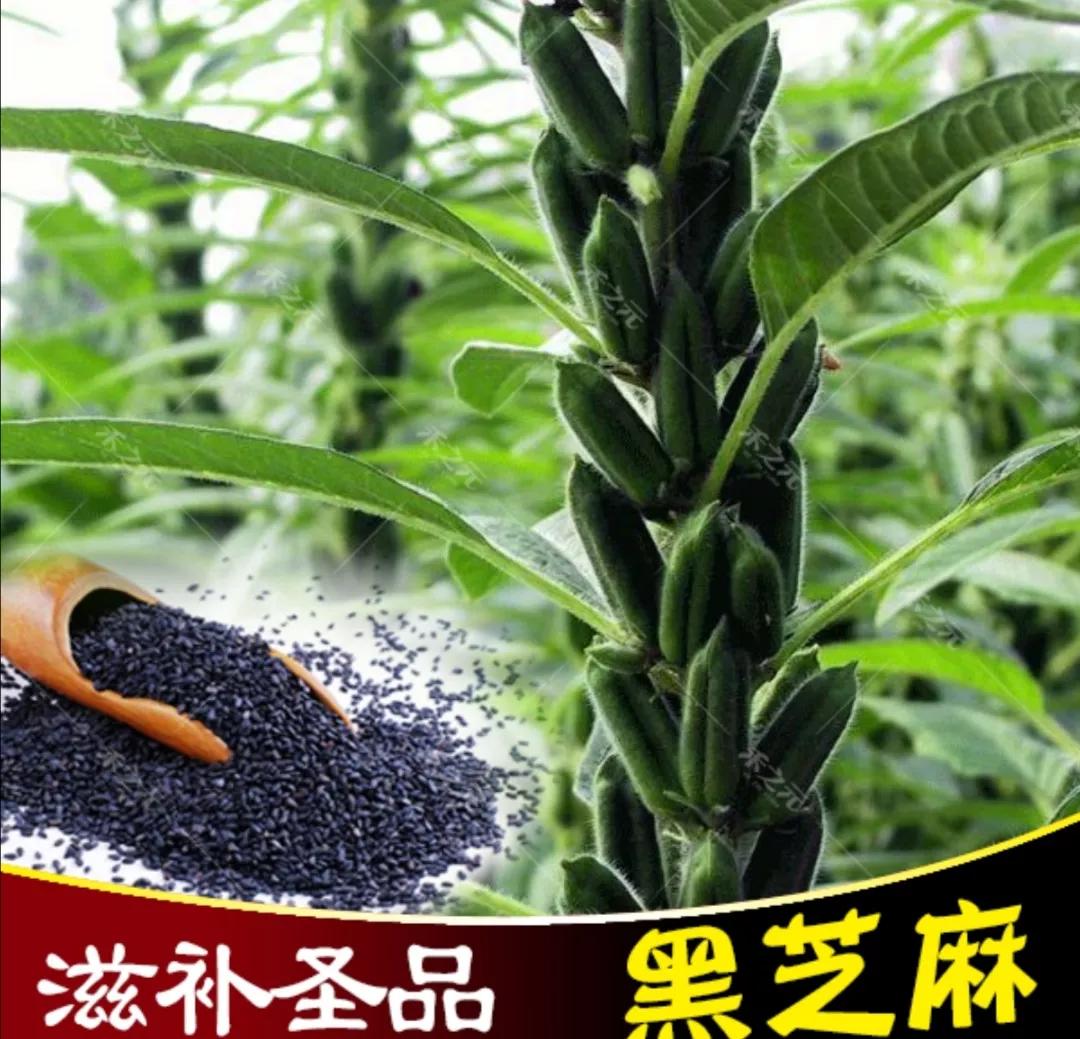 Eating a handful of black sesame seeds for breakfast is very calcium