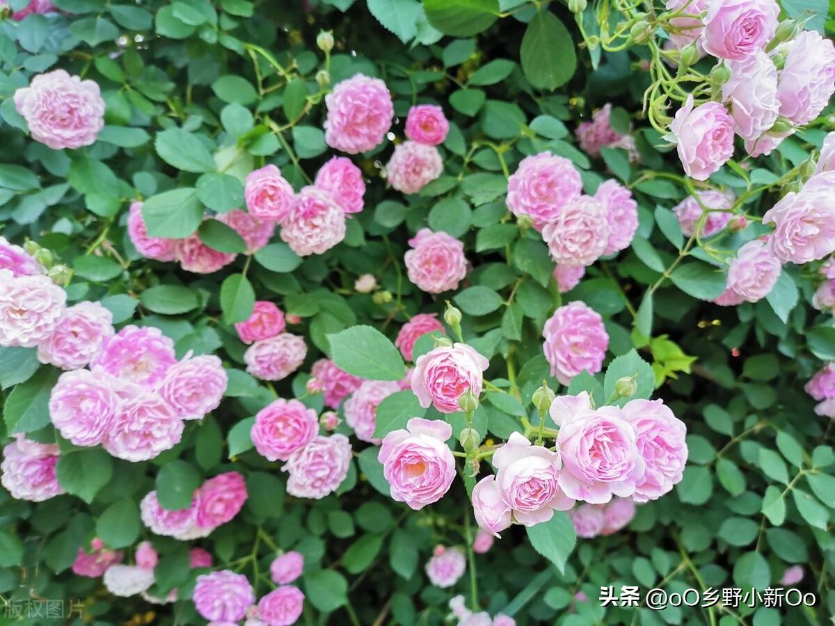 Demystify the flowering frequency of roses! How many times a year do ...