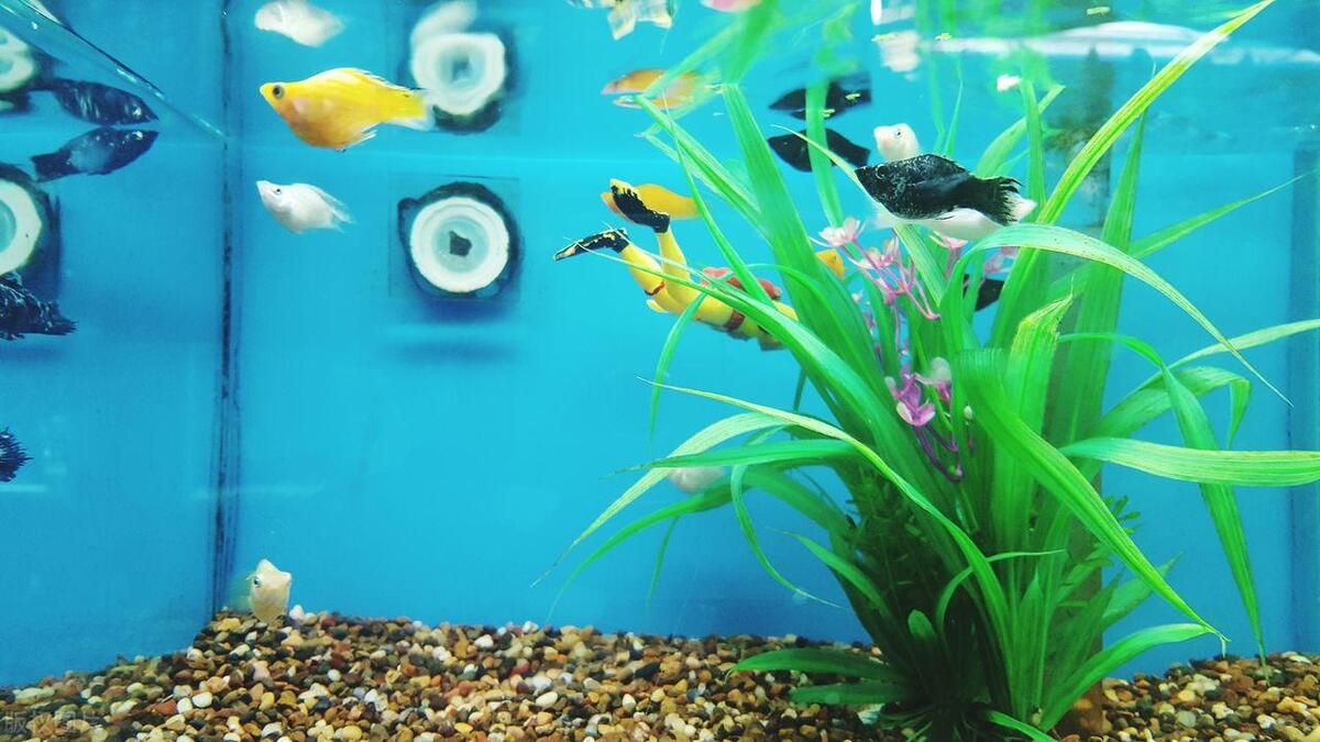 What are the advantages and disadvantages of mechanical aquarium