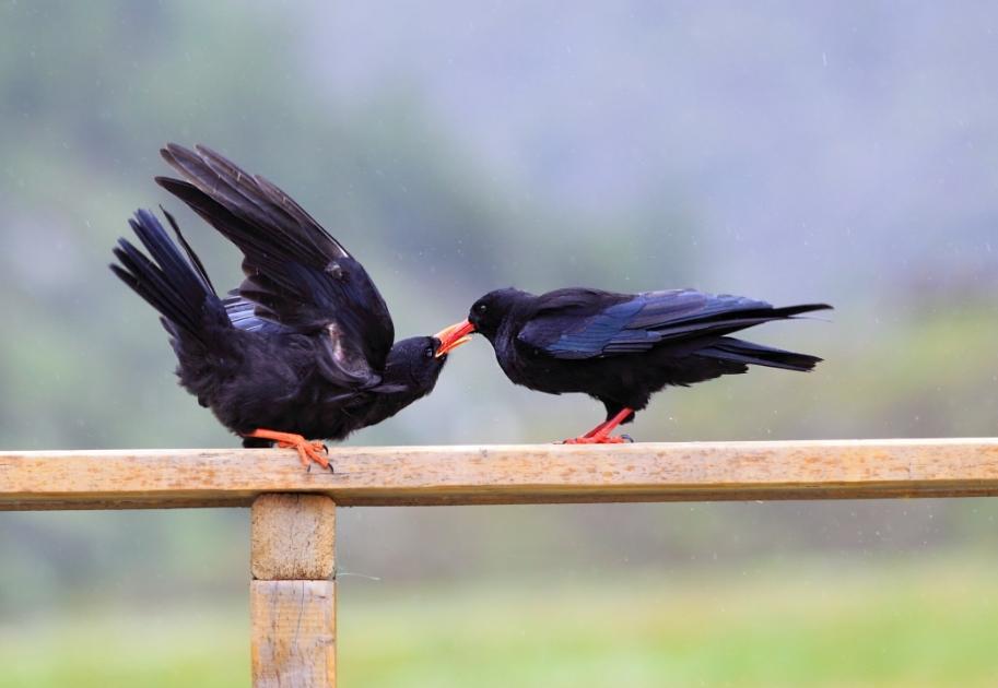 烏鴉：從神鳥到不祥之鳥，它們的故事你知道多少？ - 資訊咖