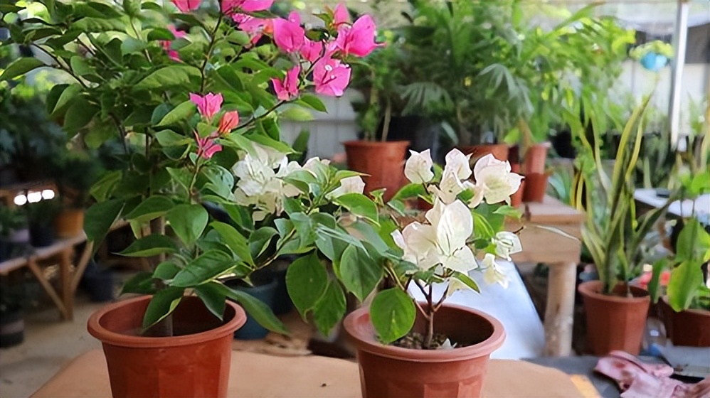 Spring is here, why does the potted Bougainvillea not bloom? 4 Aspects