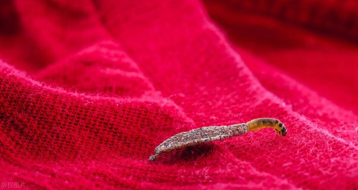 Harm of Clothes Moth and Effective Prevention and Elimination Measures