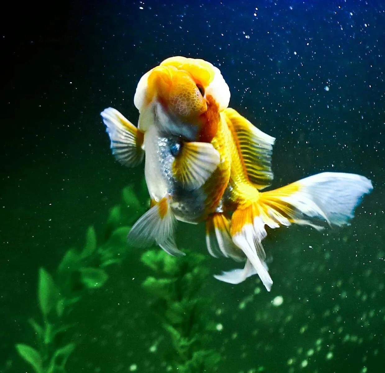 Who says fish have only 7 seconds of memory?Goldfish not only have good ...