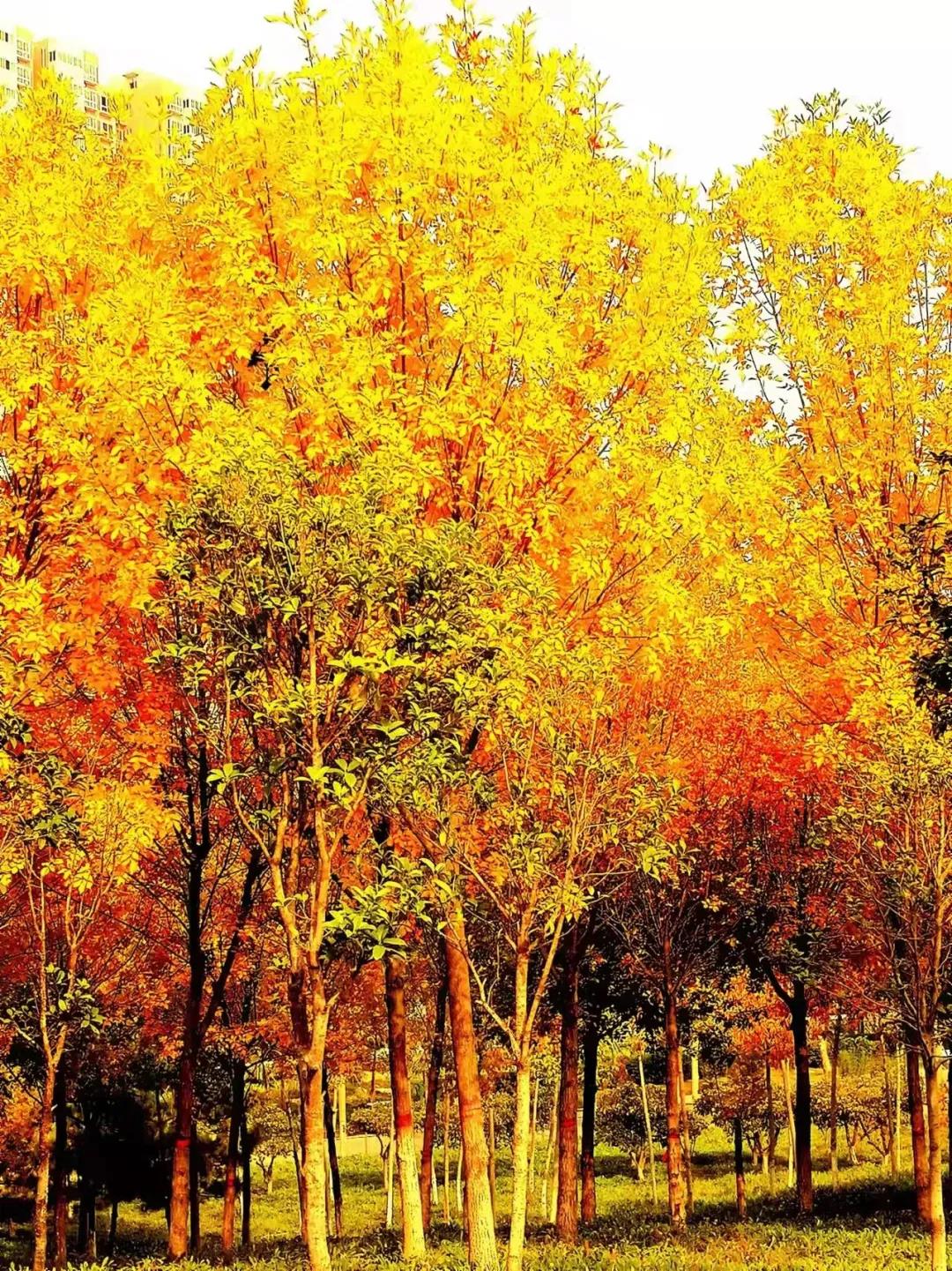 Sentimental Autumn
