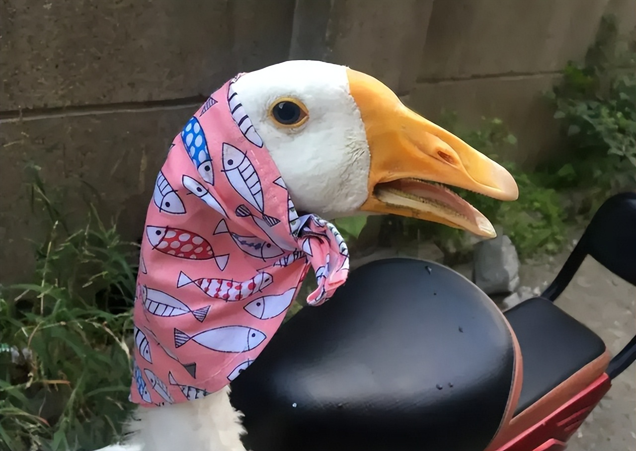 Why are animals afraid of geese?Where there are geese, no snakes?The