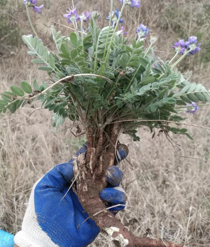 The stems and leaves are covered with small fluff, known as 