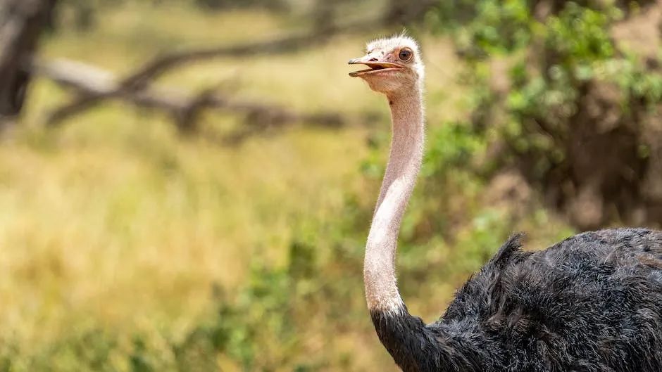 Why can't ostriches fly? - iNEWS