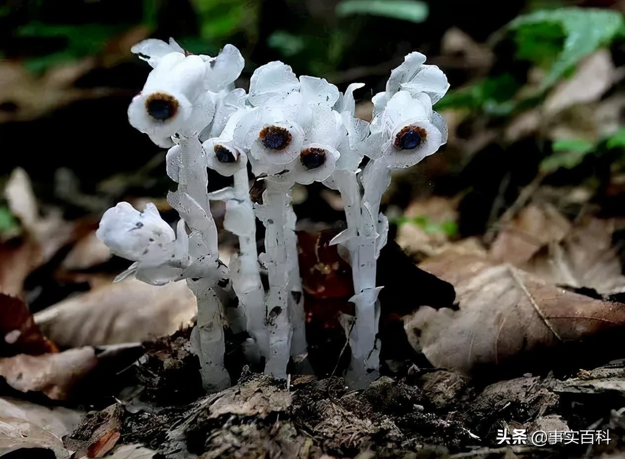 Crystal Orchid Known as the "Flower of the Underworld" iNEWS