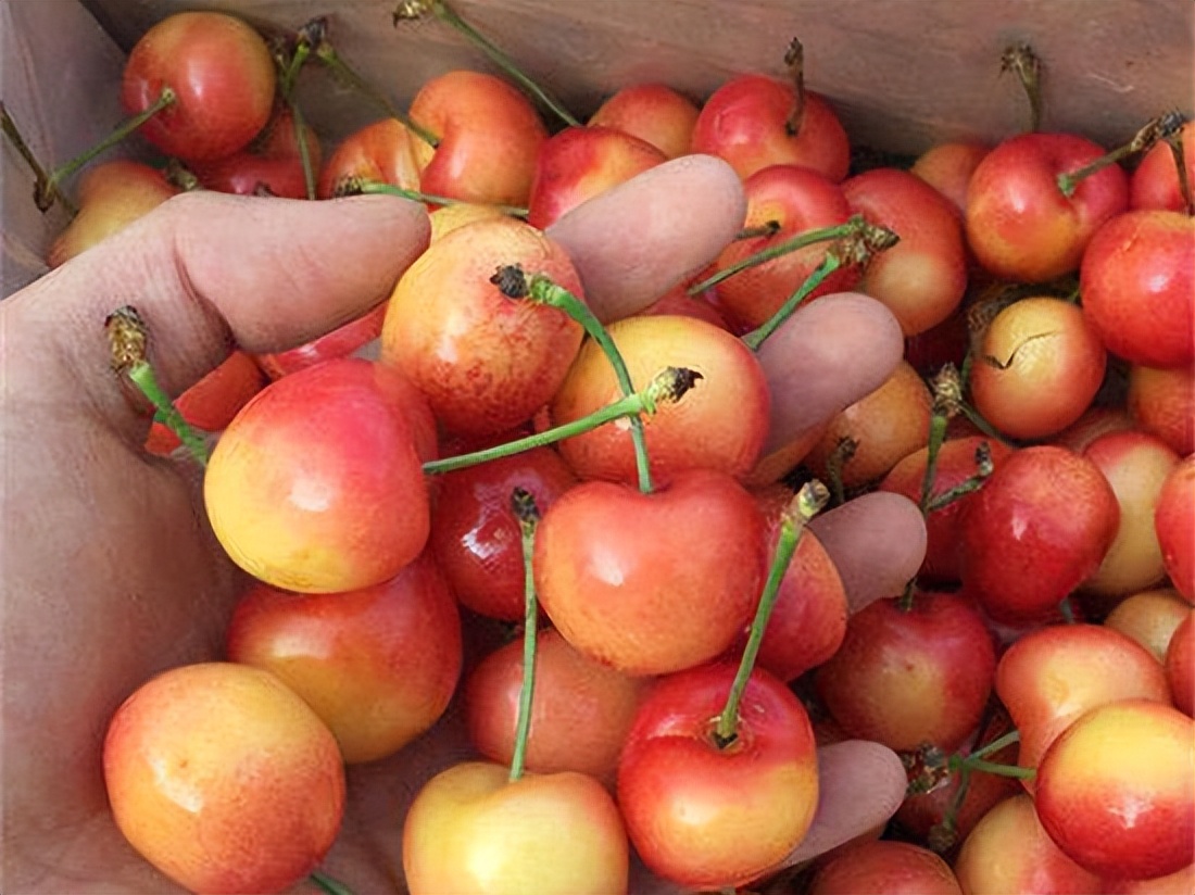 Top 10 sweetest fruits in the world, how many have you eaten? iMedia