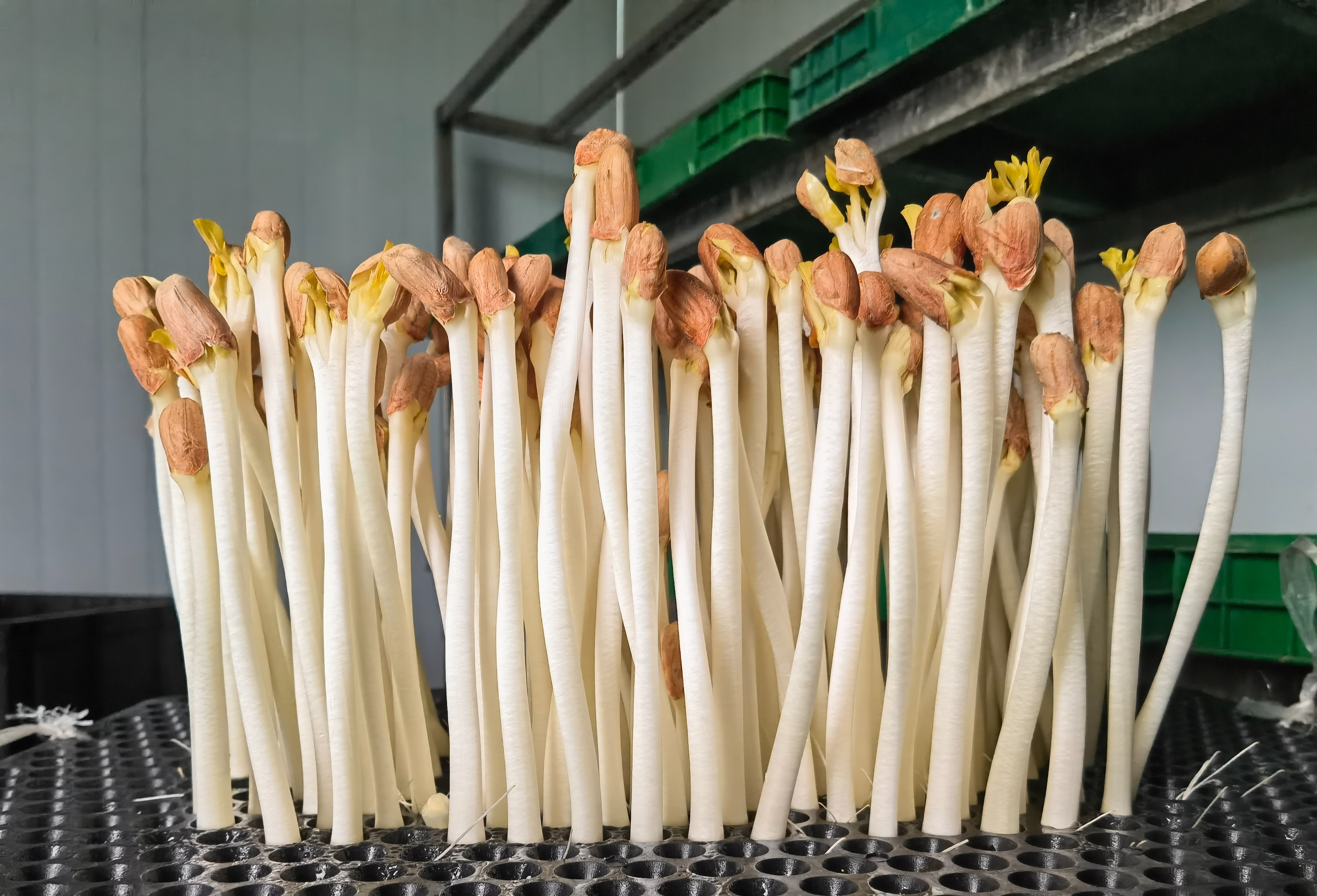 How to grow peanut sprouts? iNEWS