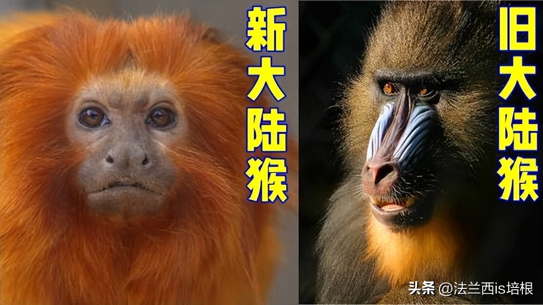 動物園猴酷似「無臉男」,還有黑、白、紅臉,猴群為啥長相炸裂? - 頭條匯