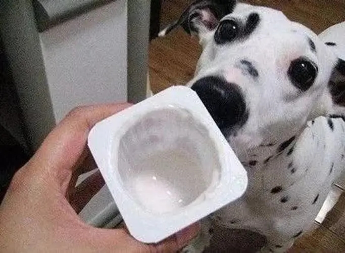 Can dogs drink yogurt?The thing I regret the most in my life is giving