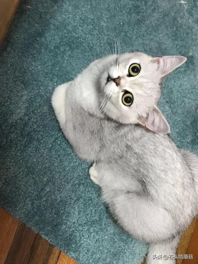 Why does the cat keep staring at you?Not Because You're Beautiful, But