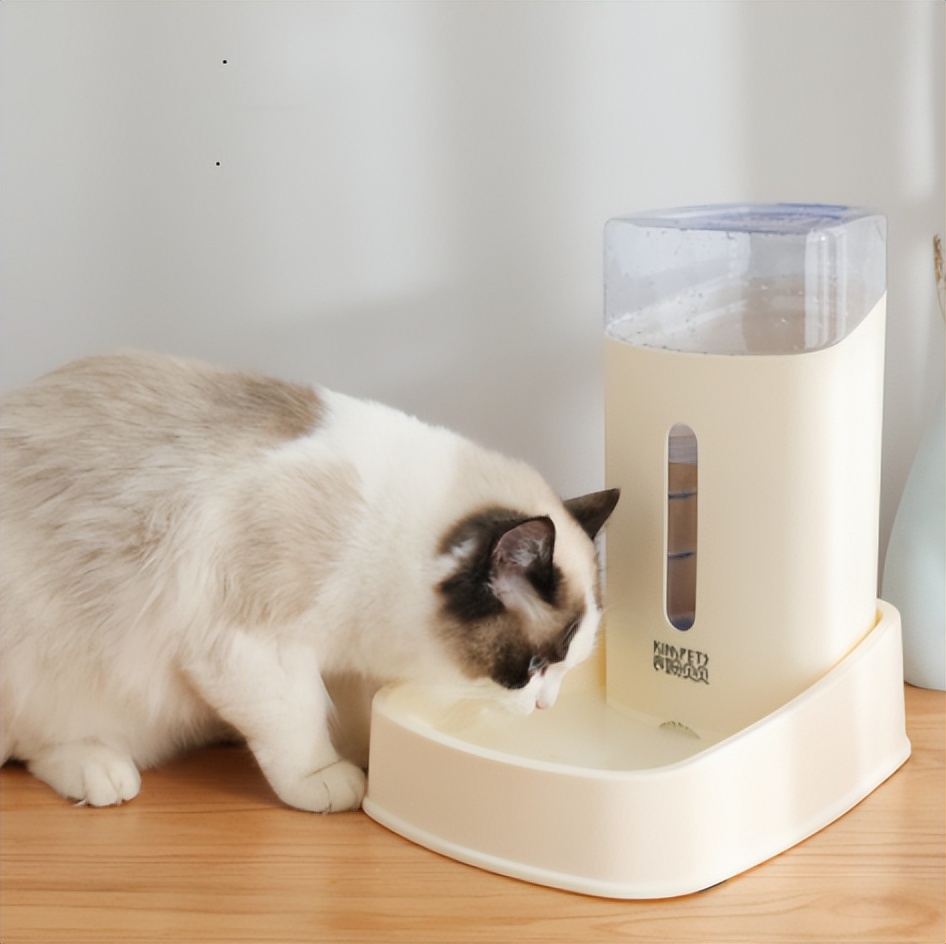 My cat has a cold, how should I take care of it? iNEWS