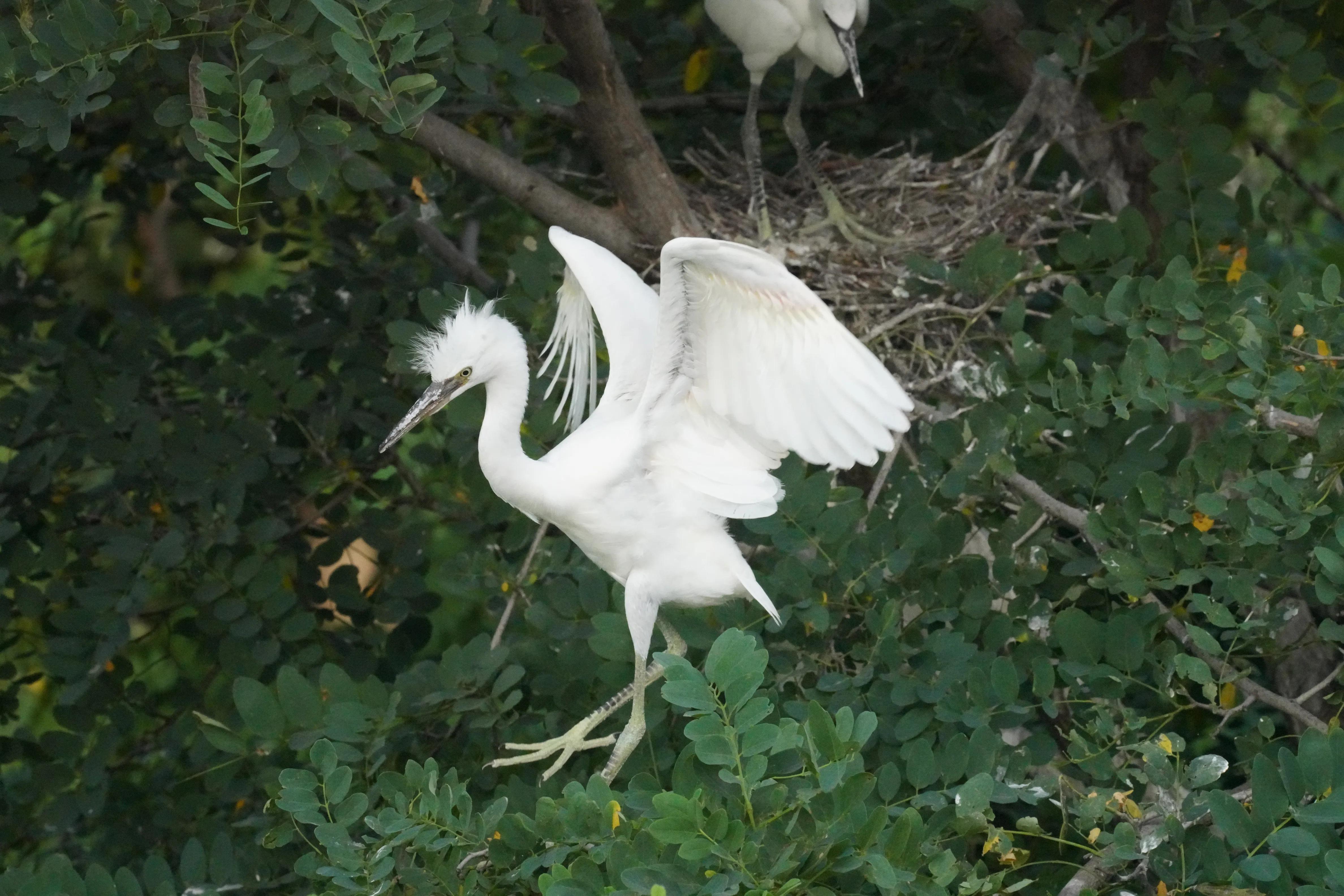 Baby egret grows up - iNEWS