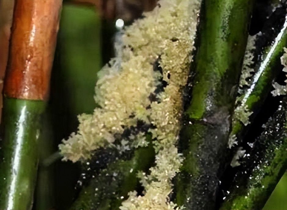 To increase knowledge, bamboo has so many "hairs" that rich people like