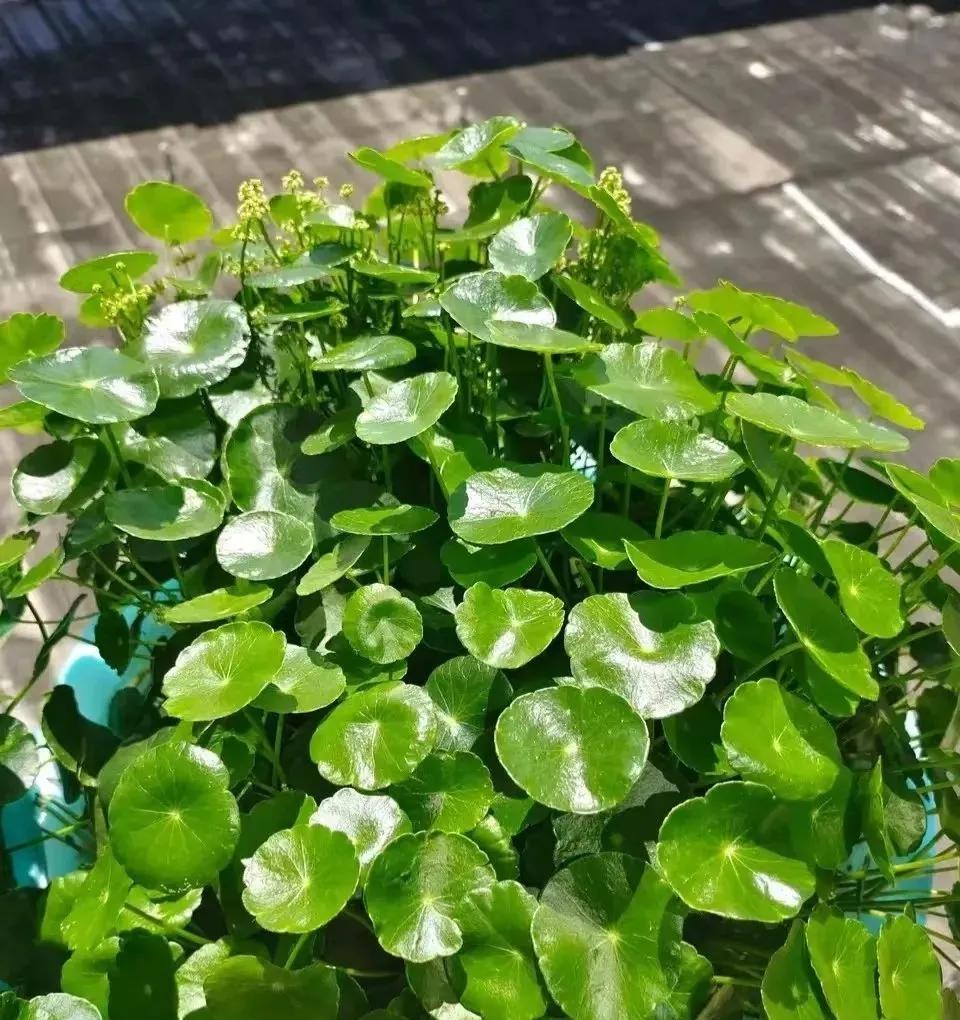 Five kinds of flowers that are difficult to keep alive iMedia