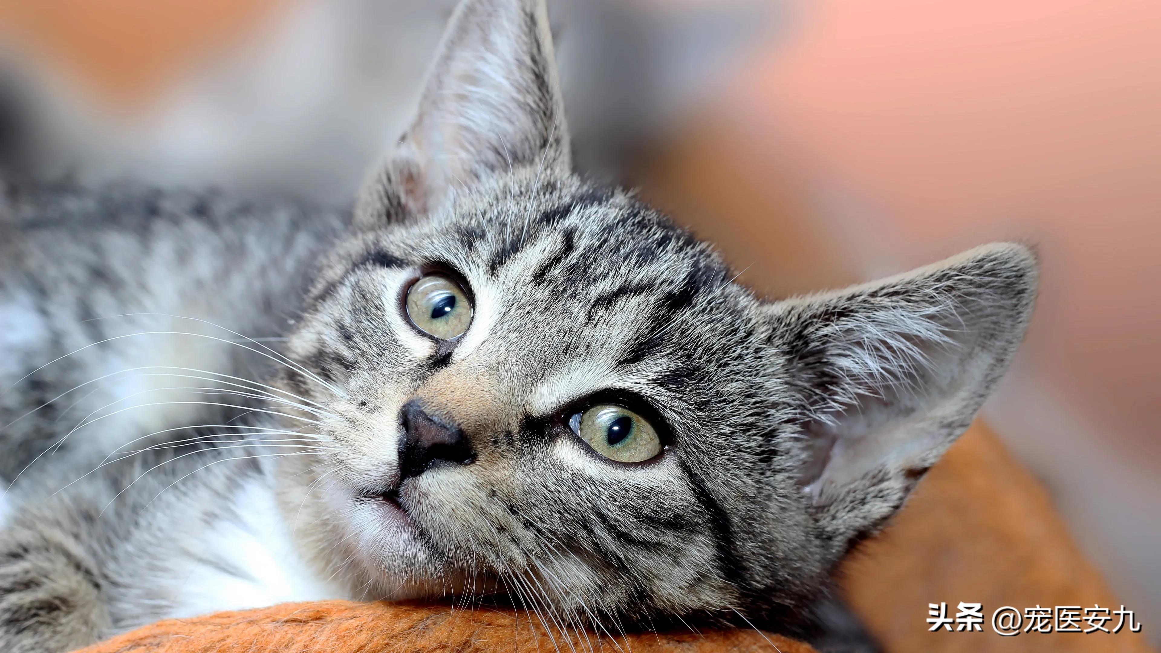 Why do clean cats get cat moss easily?What should I do if cat moss is