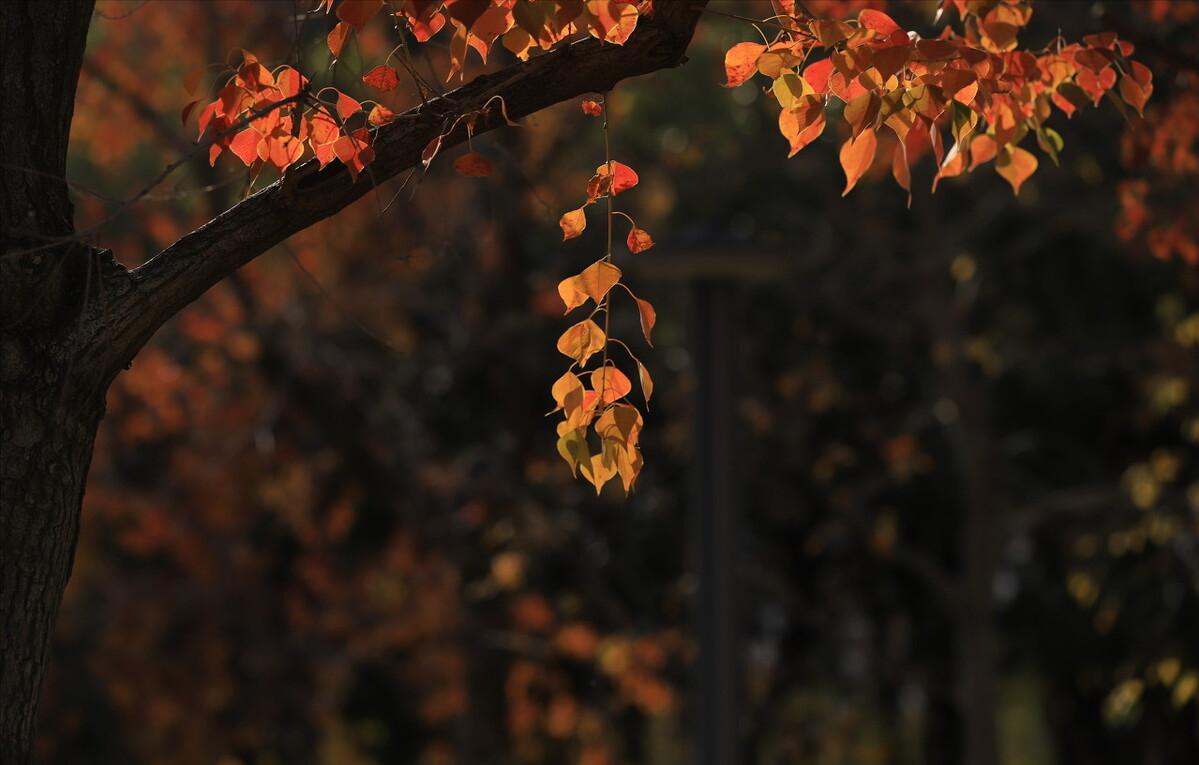 Since ancient times, autumn has been sad and lonely. I say that autumn