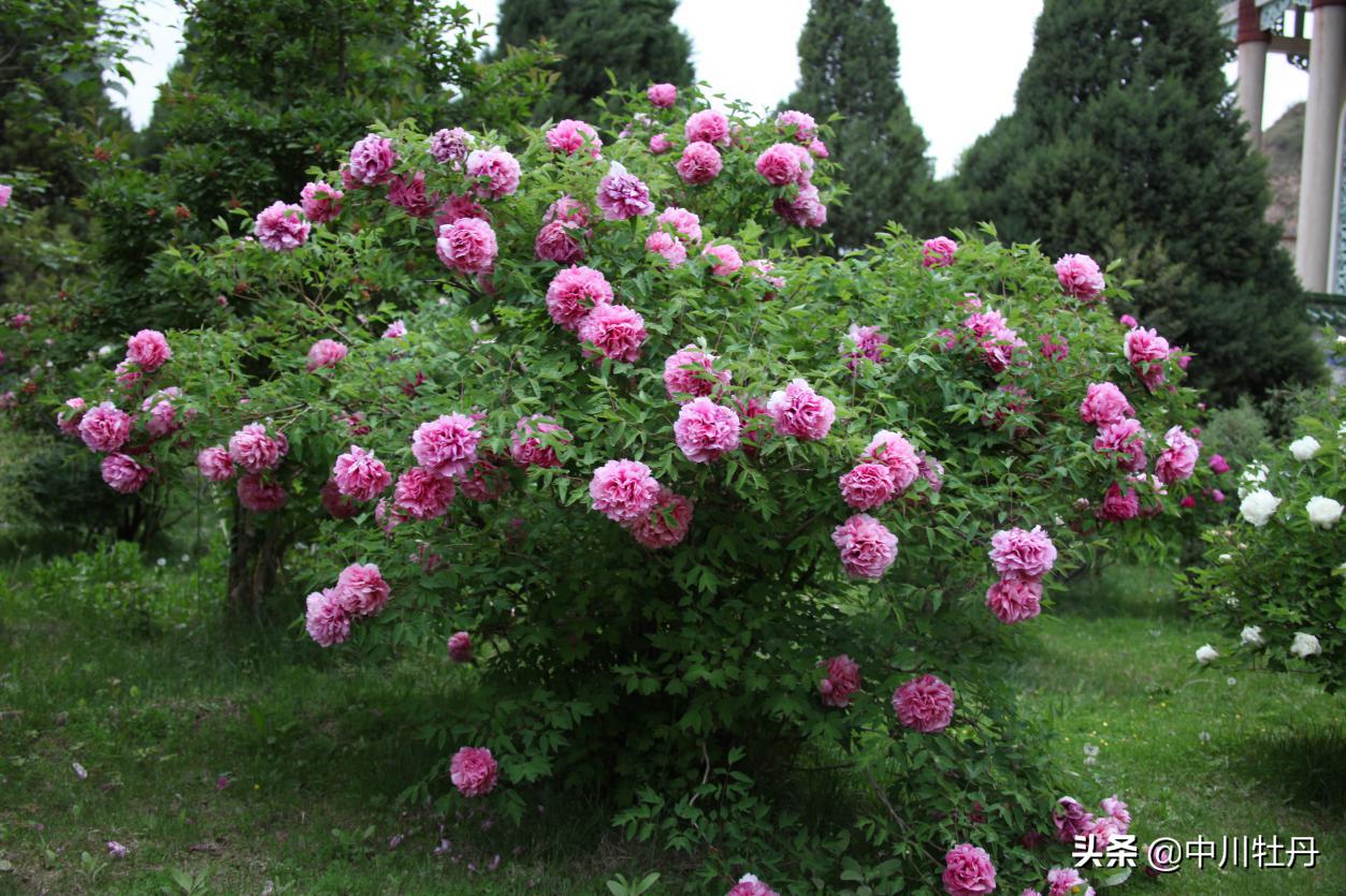 Are Peonies Drought Tolerant