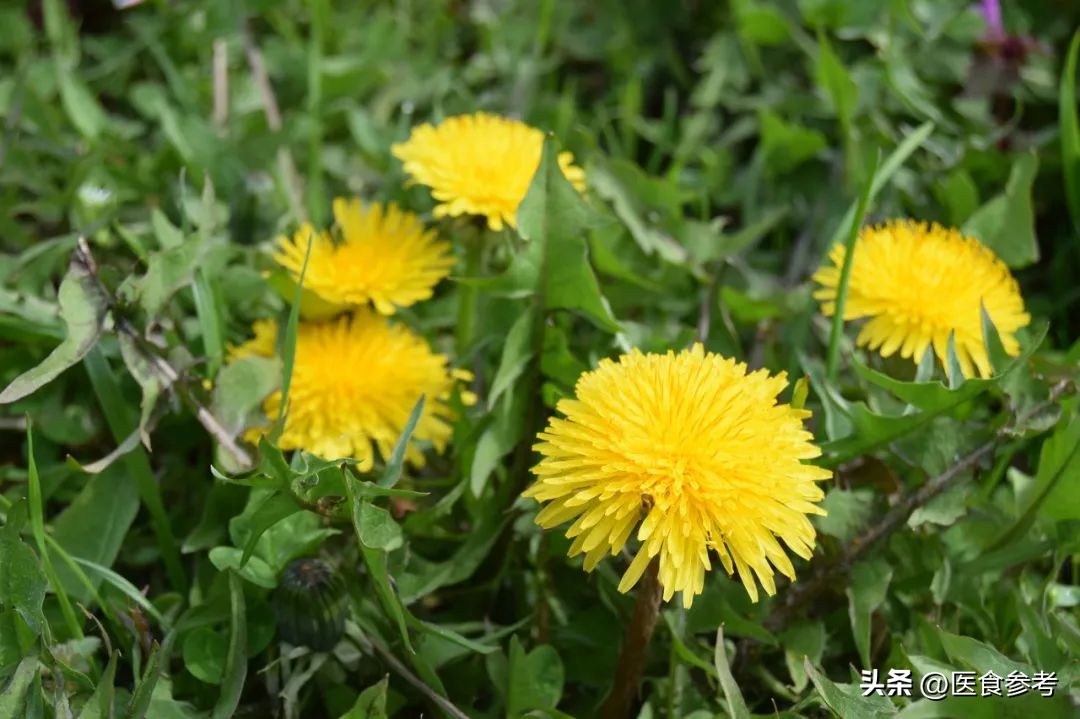 Can everyone eat the "antipyretic and poisonous" dandelion? how to eat? Listen to the reminder