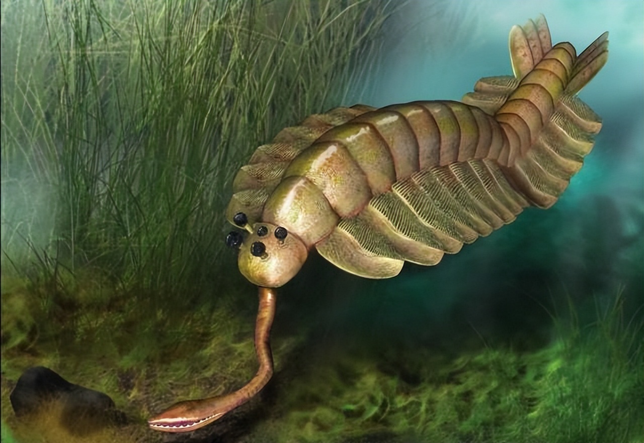 The study of paleontology is fossils, the remains of living things