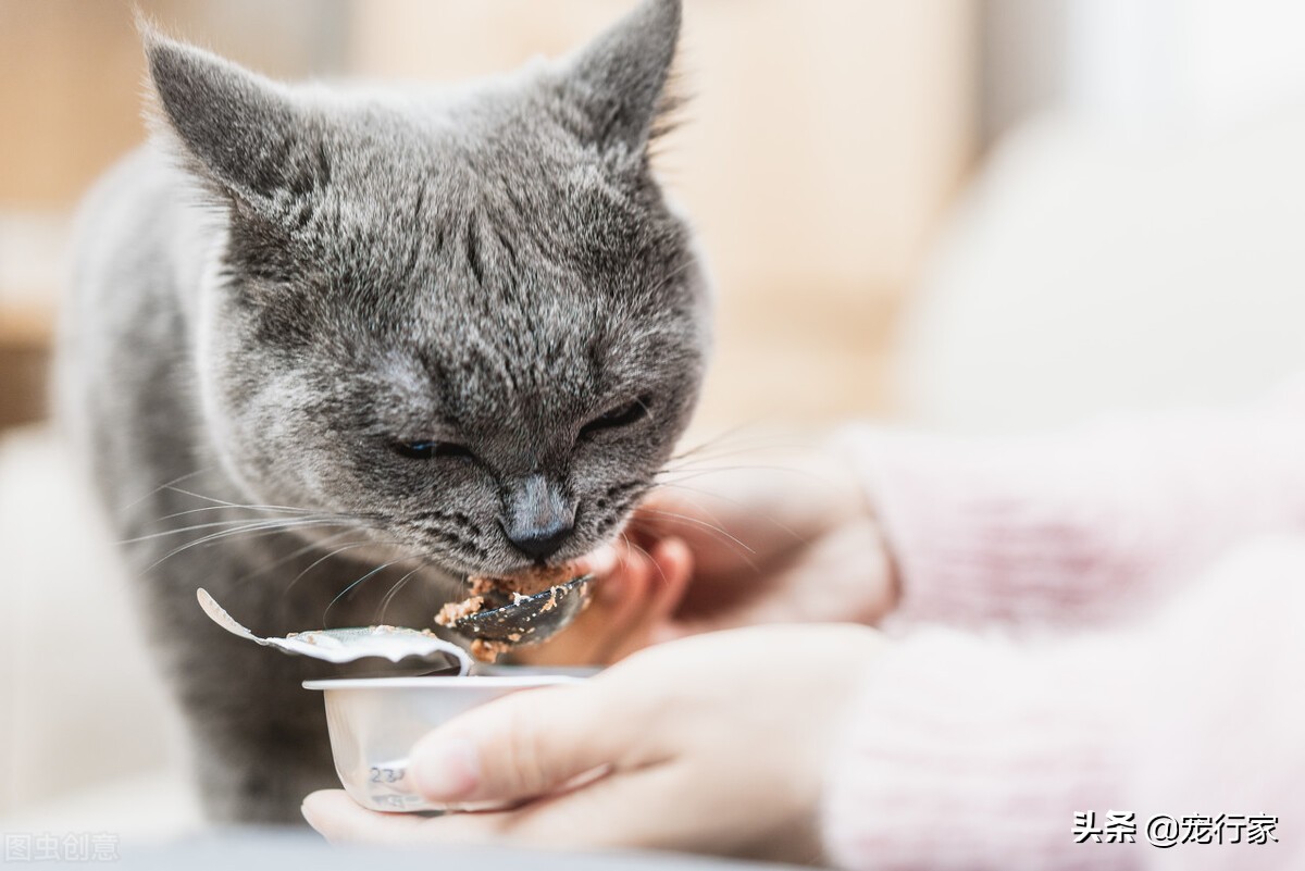 How important is it for cats to eat meat?Even if you have accepted cat
