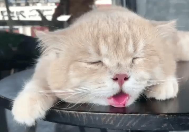 can-cats-drink-ice-water-in-hot-summer-inews