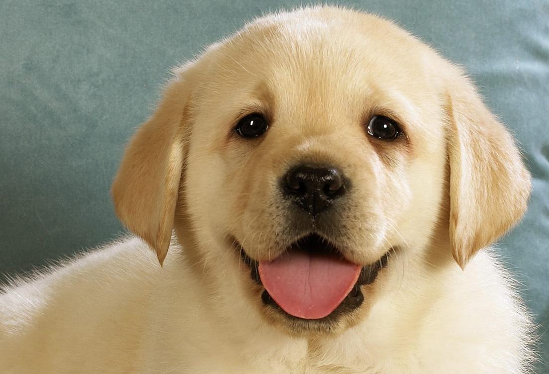 Why do dogs like to lick their bellies? It turns out that they thought