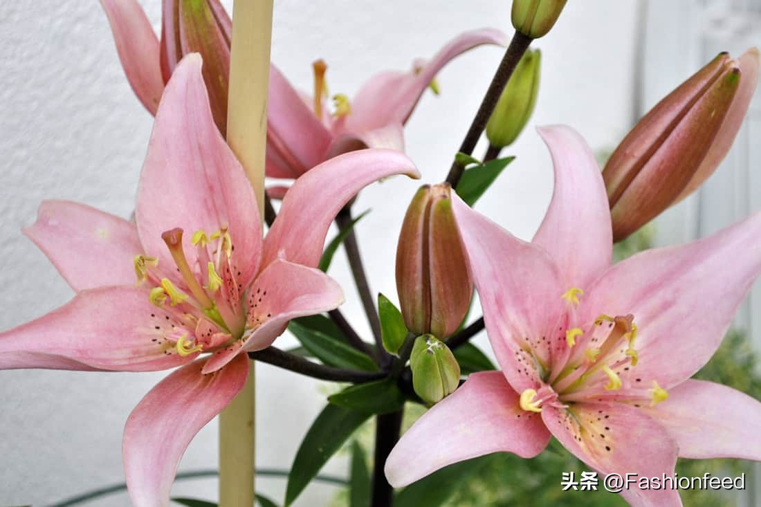 7 Steps to Getting Pollen Out of Your Clothes iMedia