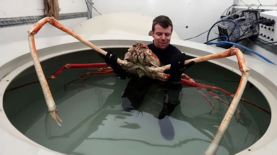 Nuclear pollution causes mutation?The Japanese killer crab with legs