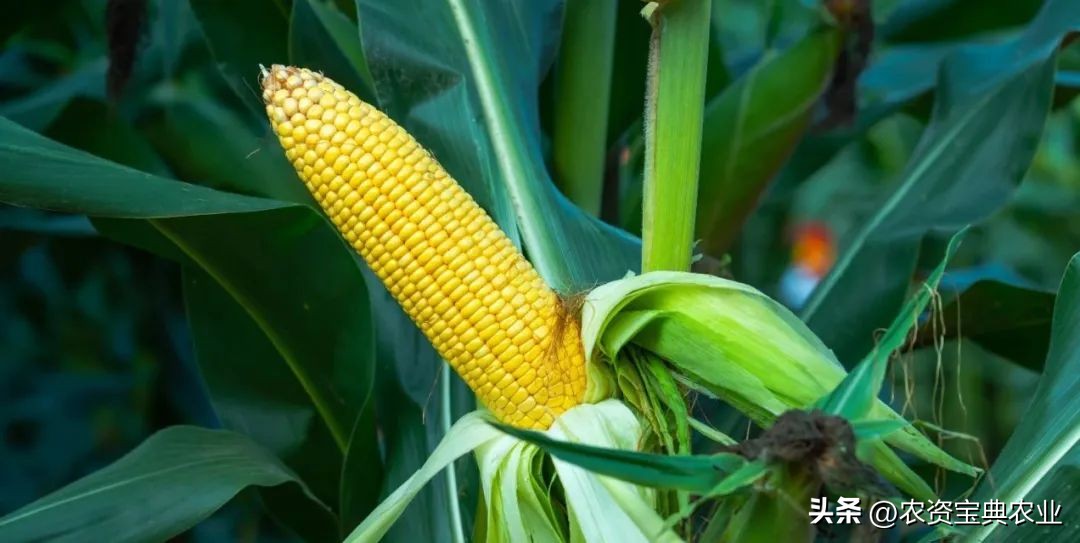 Summer corn filling period! August is a critical moment to determine ...