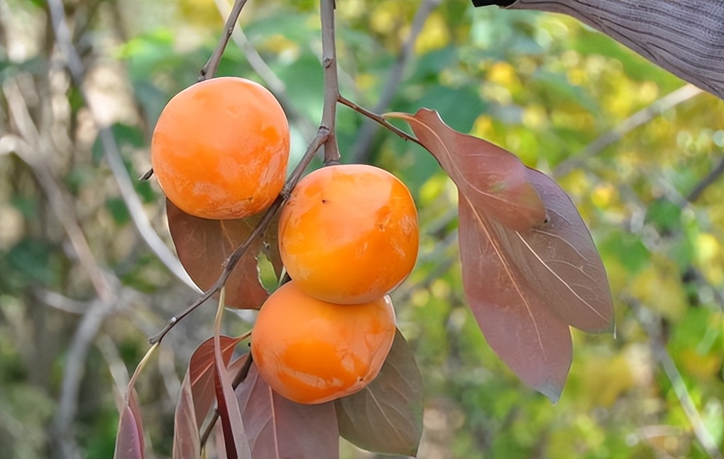 Persimmons and dried persimmons, which has high sugar content - iNEWS