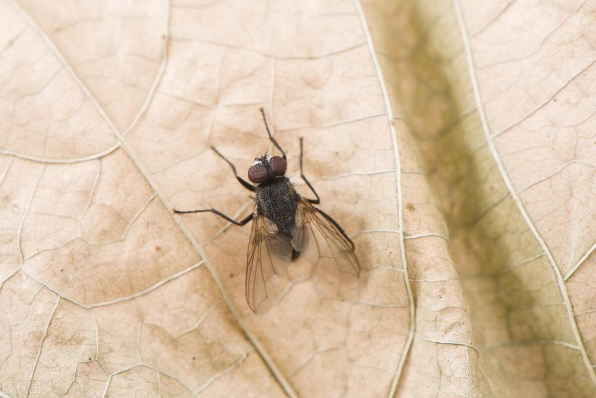 How far can flies smell? Why do flies have such a sensitive sense of