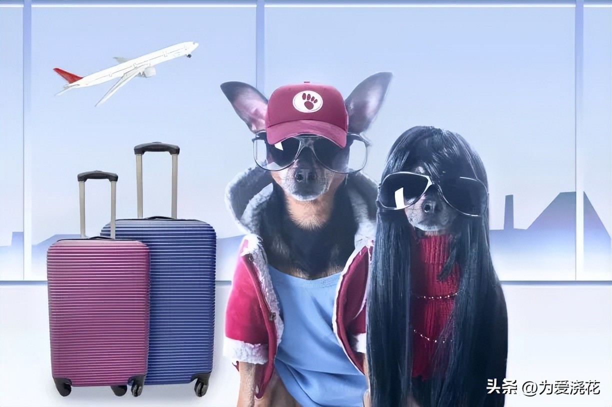 Are pets allowed on a plane? Are pets allowed on a boat? How to take