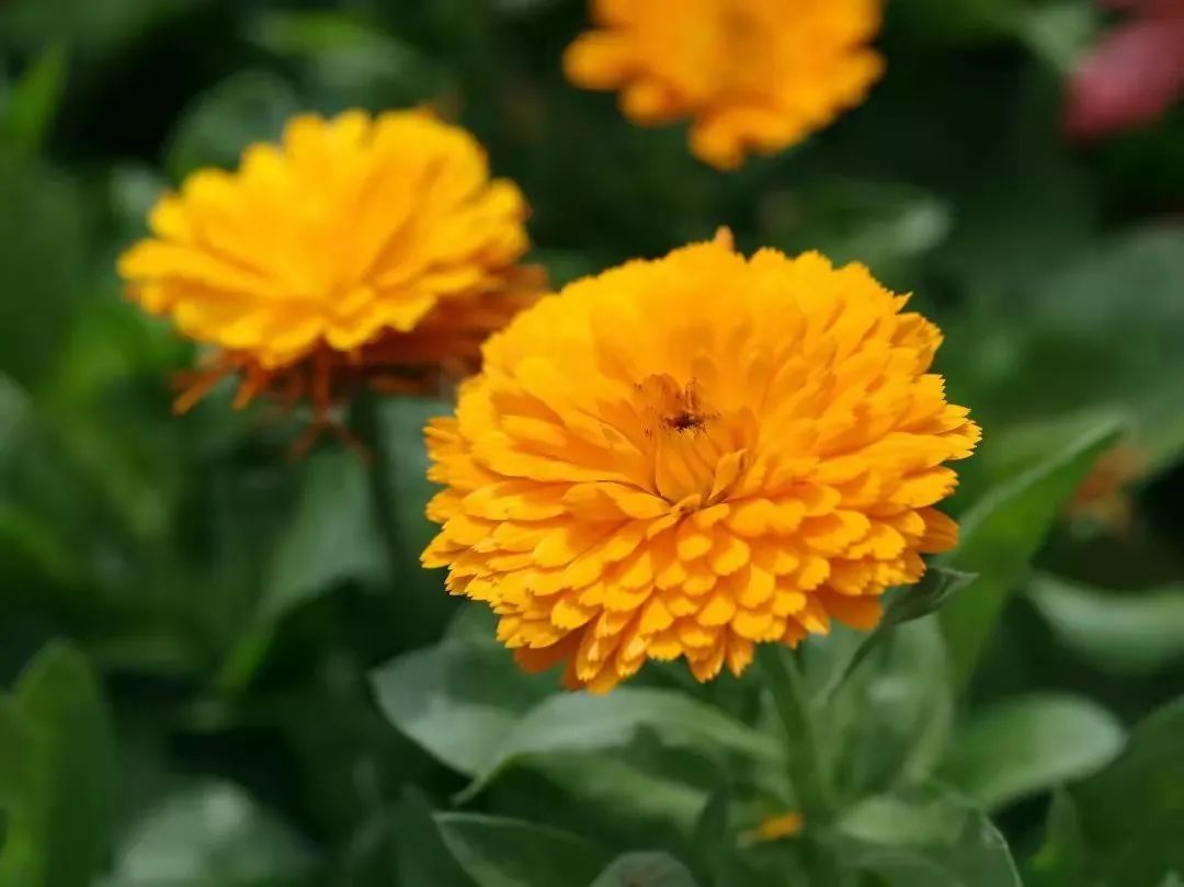 Common annual flowers - iNEWS