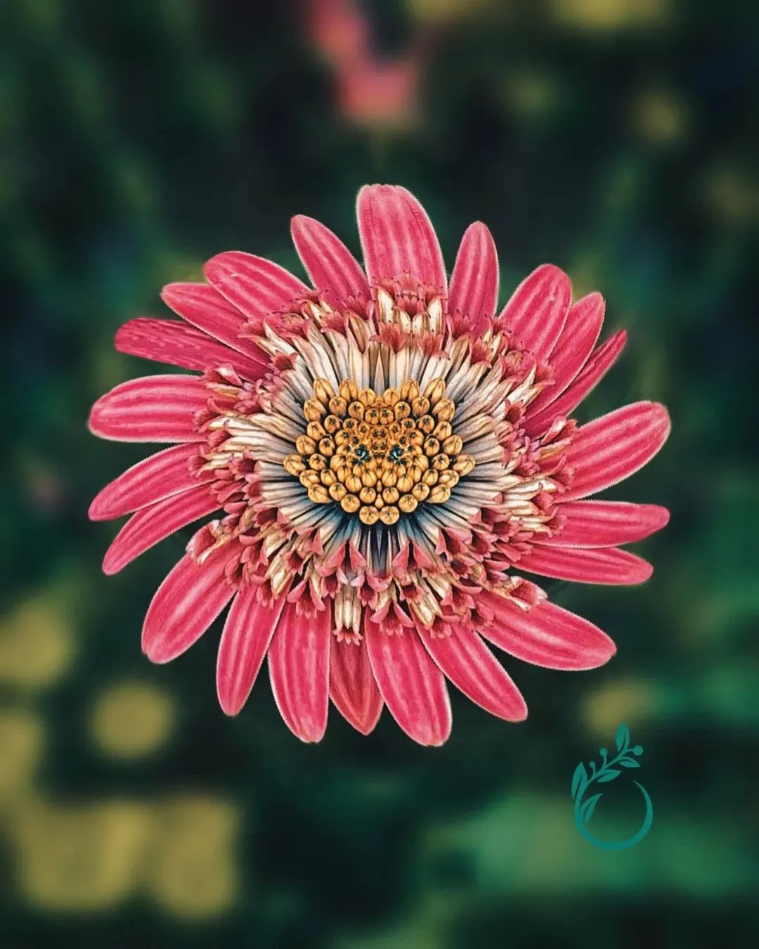 perfectly symmetrical flowers iMedia