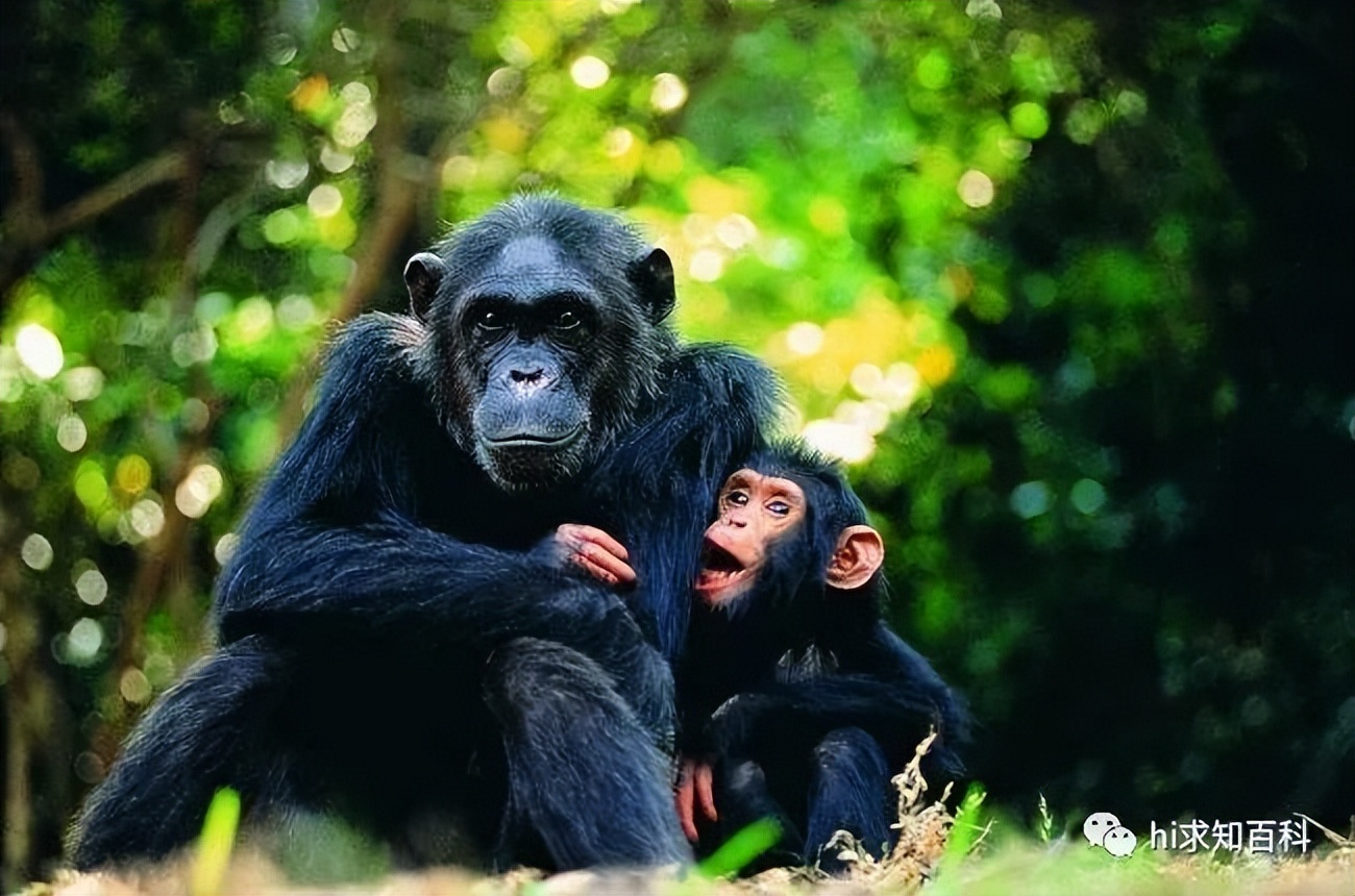 What is the difference between humans and animals? Is it possible to