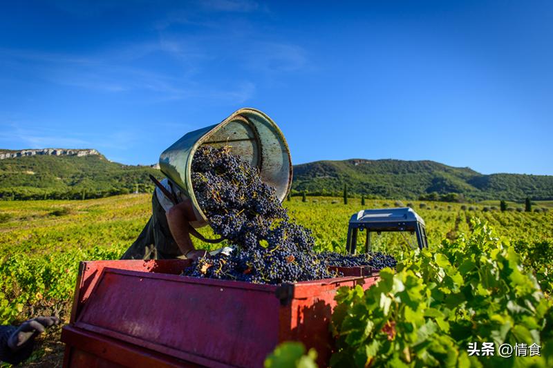 After drinking red wine, throwing away the cork is "reckless"? Experts