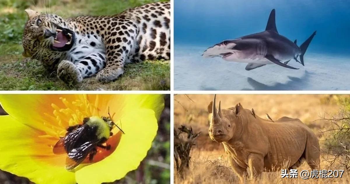 14 of the world's rarest endangered animals - iMedia