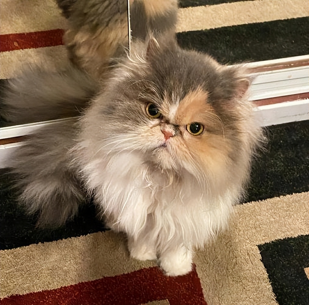 What to do with the "rough hair" of Persian cats? Teach you 4 tricks to